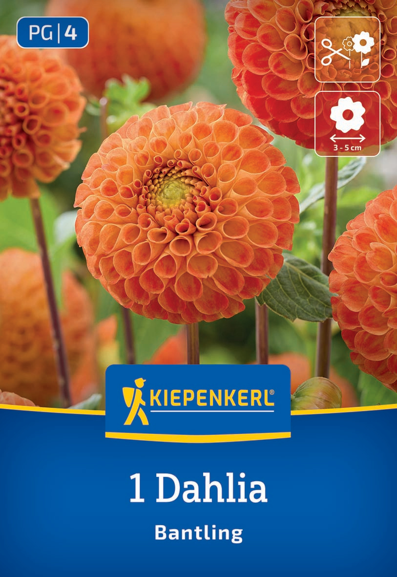 Orange Dahlia Blume mit runden, gefüllten Blüten, grüne Blätter im Hintergrund.