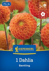 Orange Dahlia Blume mit runden, gefüllten Blüten, grüne Blätter im Hintergrund.