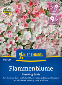 Pflanzenbild mit pink-weißen Petunien, Kiepenkerl Flammenblume, Hoch 40-50 cm, einjährig, duftend, für Kübel.