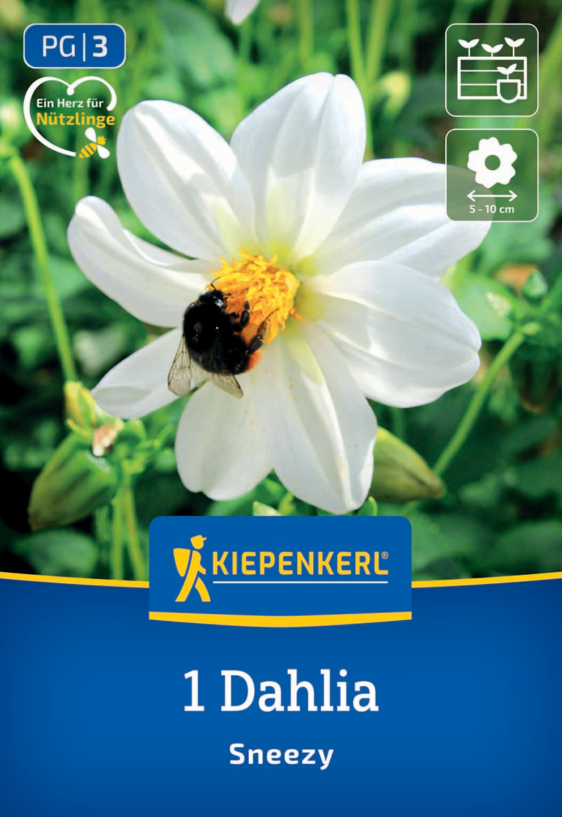 Weiße Dahlie mit einer Biene auf der Blüte vor grünem Hintergrund, Kiepenkerl Branding, Text, Symbole.