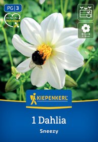 Weiße Dahlie mit einer Biene auf der Blüte vor grünem Hintergrund, Kiepenkerl Branding, Text, Symbole.