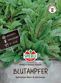 Blutampfer mit grün-violetten Blättern, für Dekoration und Würze, mehrjährig, 20-25 cm hoch.