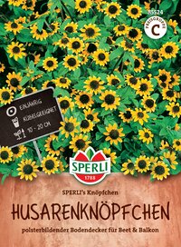 Gelbe Blüten des Husarenknöpfchens, bodendeckend, einjährig, 10-20 cm hoch.