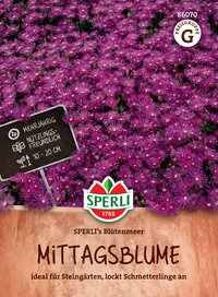 Viele pinke Blüten des Mittagsblume auf dem Bild.