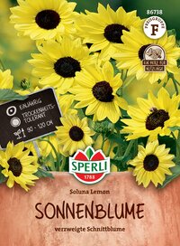 Gelbe Sonnenblumen mit dunklem Zentrum, Pflanzenetikett, Logo und Preise auf Verpackung.