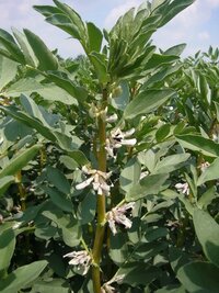 Stiel mit mehreren weißen Blüten zwischen grünen Blättern, im Sonnenlicht auf einem Feld.