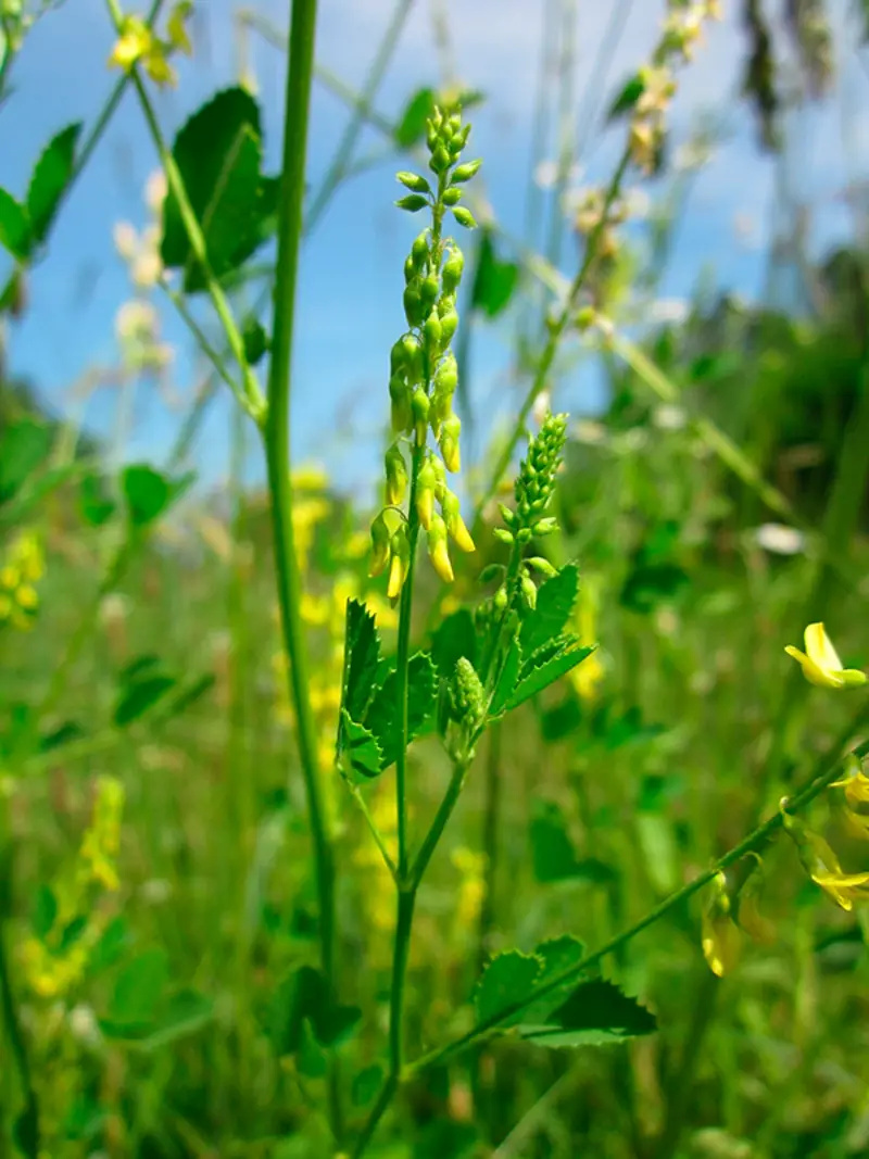 Blumen mit gelben Blüten und grünem Blattwerk in einer Wiese vor blauem Himmel