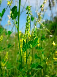 Blumen mit gelben Blüten und grünem Blattwerk in einer Wiese vor blauem Himmel