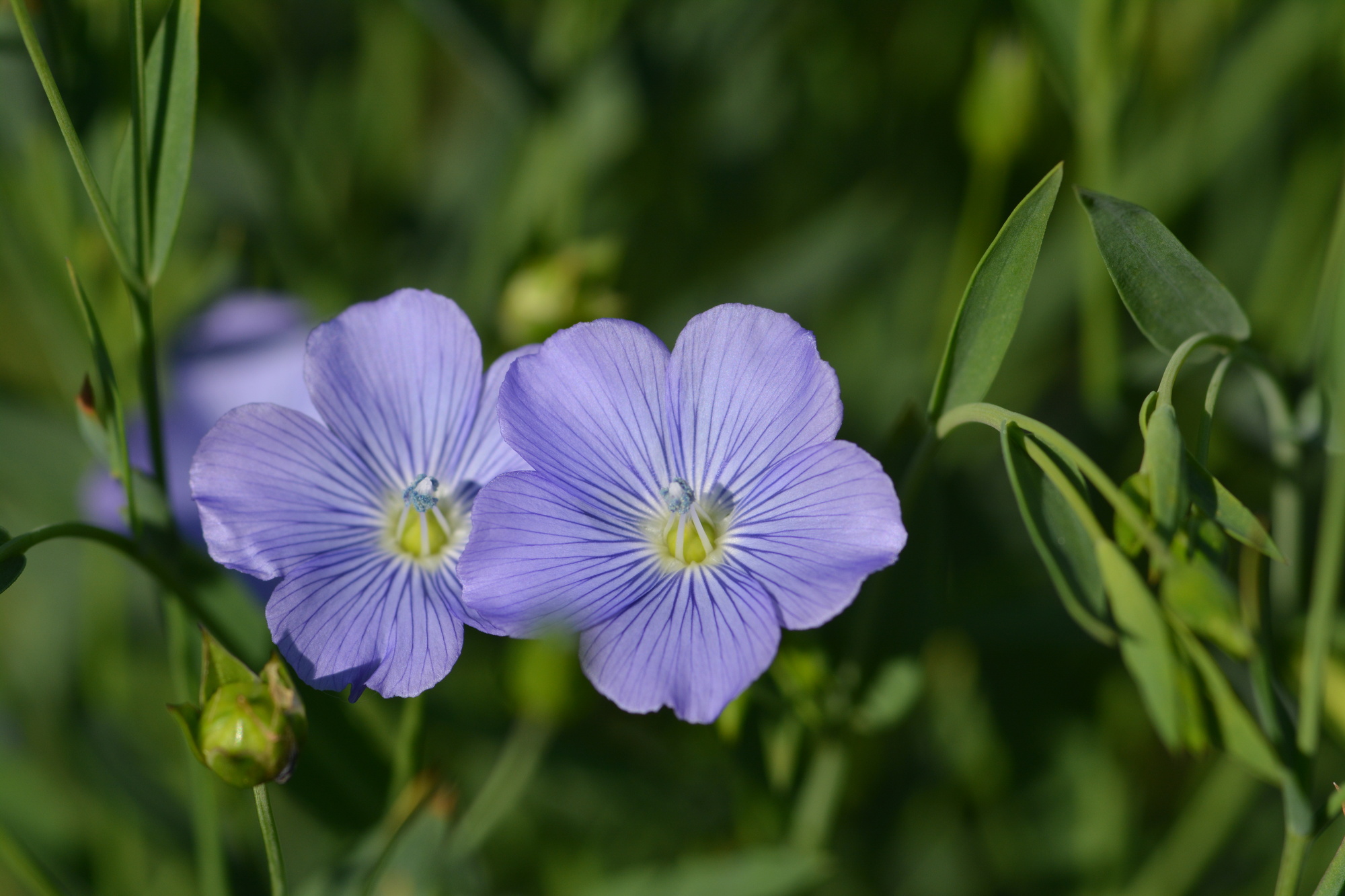 Zwei violette Malvenblüten mit grünen Blättern im Hintergrund.