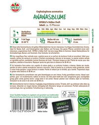 Gelbe Ananasblüten mit grünen Blättern, auf weißem Hintergrund, in einer Pflanze.