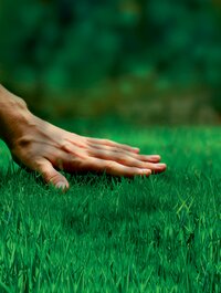 Hände berühren grüne Grasnarbe im Freien, Hintergrund ist unscharf und grün.