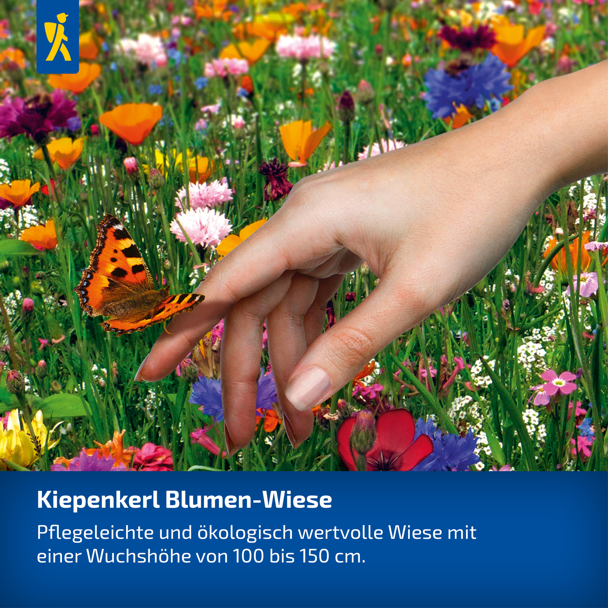 Hand hält eine orange schwarze Schmetterling auf einer bunten Blumenwiese