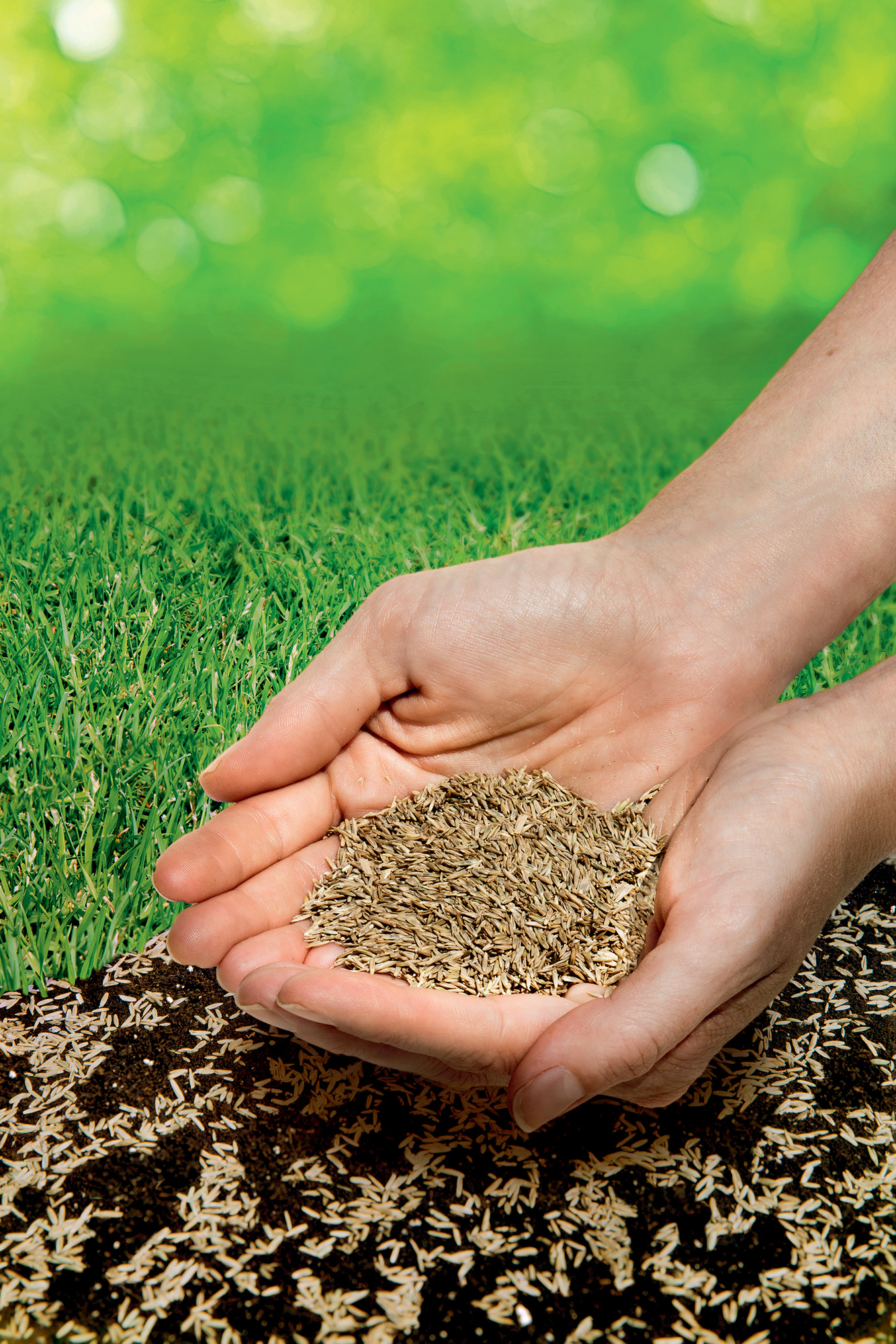 Menschenhände halten eine Handvoll Samen über von Erde bedecktem Boden, daneben grüne Grasfläche.