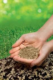 Menschenhände halten eine Handvoll Samen über von Erde bedecktem Boden, daneben grüne Grasfläche.