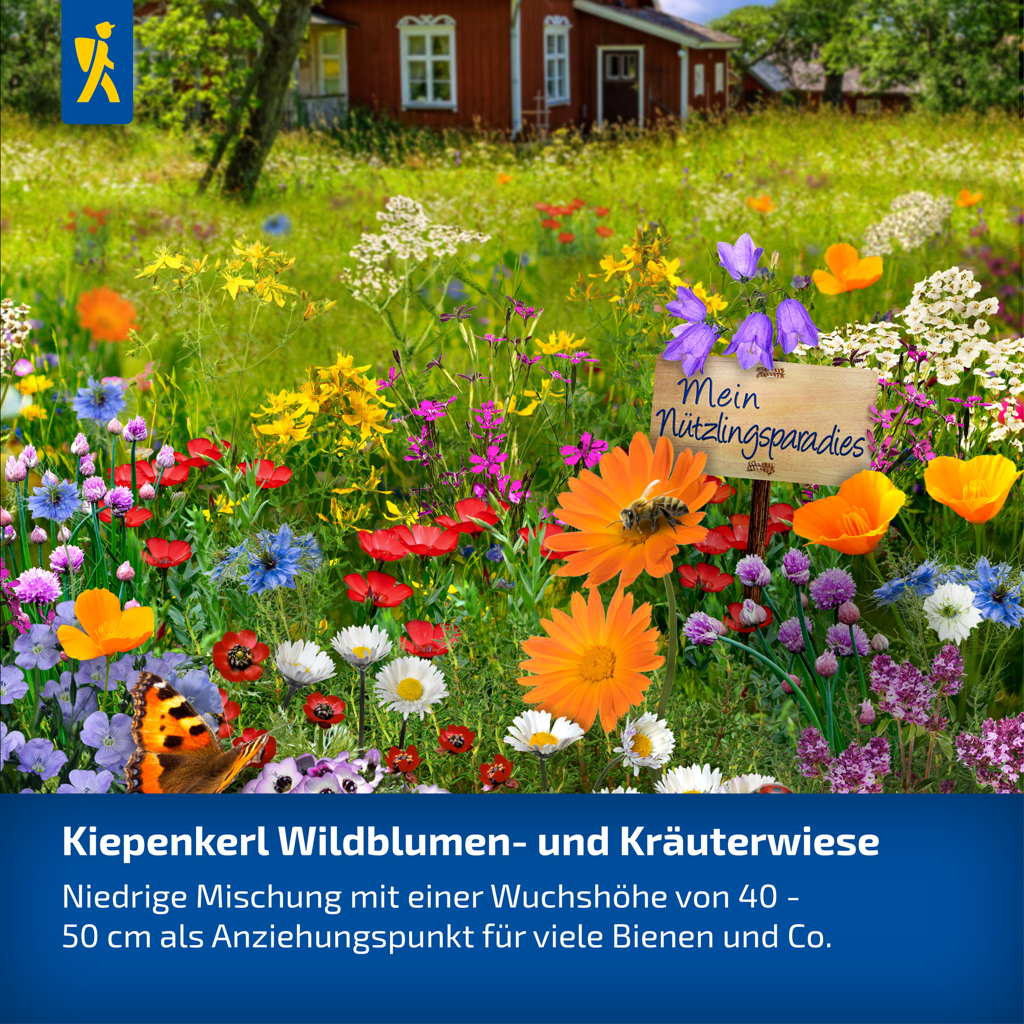 Bunte wilde Blumen- und Kräuterwiese mit Schmetterlingen, Biene, Schild mit "Mein Nützlingsparadies". Haus im Hintergrund.
