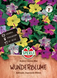Bunte Wundertblumen im Topf, duftende, beeindruckende Blüten, geeignet für den Balkon, Jahresblumen, 60-80 cm hoch.