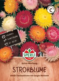 Bunte Strohb bloomen in einem Topf mit grünen Blättern und einem schwarzen Etikett.