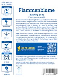 Blumenblüte 'Blushing Bride' mit weißen und rosa Blüten, wächst von März bis April, 0,5-1 cm tief, 7-14 Tage Blütezeit.