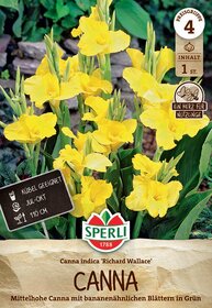 Gelbe Canna-Blumen mit grünen Blättern im Garten.