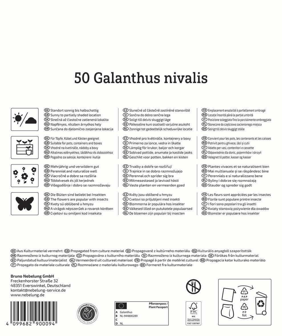 Sonnenbestrahlte, teilweise beschattete Standorte mit 50 Galanthus nivalis, manchmal mit Laub.