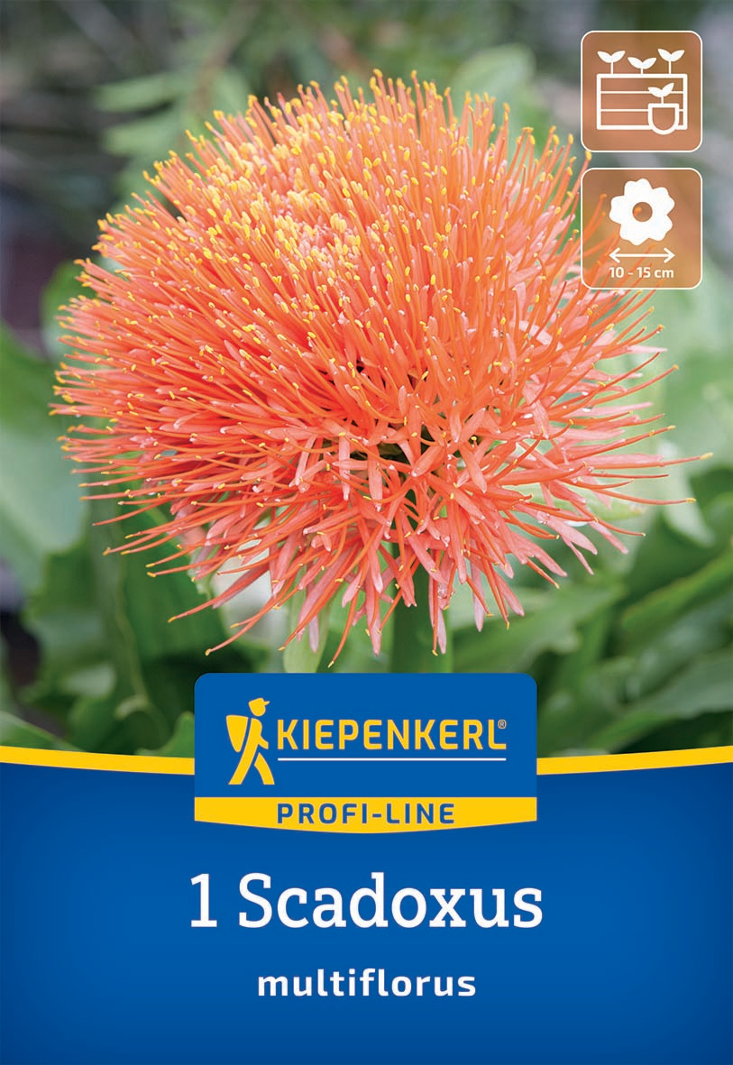 Orangelloer, kugelige Blume mit langen, dünnen Blütenständen auf grünem Laub.