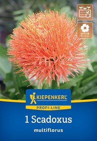 Orangelloer, kugelige Blume mit langen, dünnen Blütenständen auf grünem Laub.