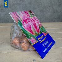 Paket mit 25 pinken Tulpen in transparentem, gelochtem Kunststoffbeutel, auf Holzoberfläche gegen grauen Hintergrund.