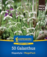 Pflanzen-Saatgut, 50 Galanthus, Hippolyta, MegaPack, Zwiebeln, Frühlingsblumen, Garten, Kiepenkerl.